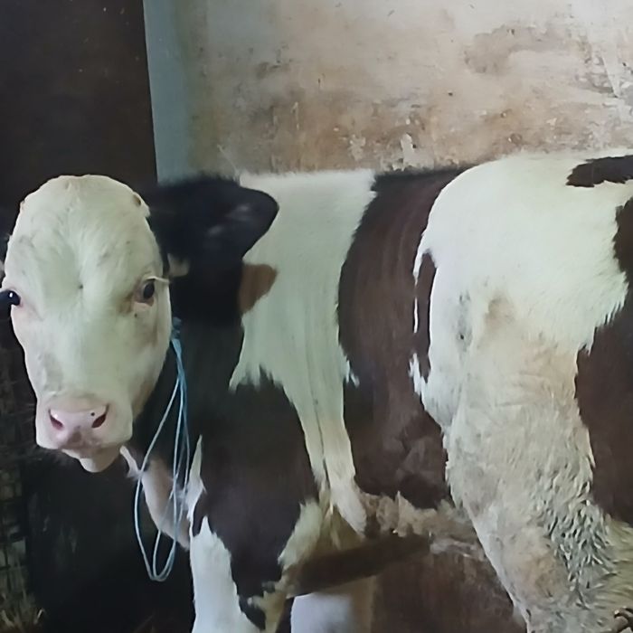 Vitei baltata românească