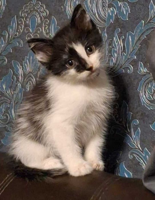 Отдам котят в хорошие руки