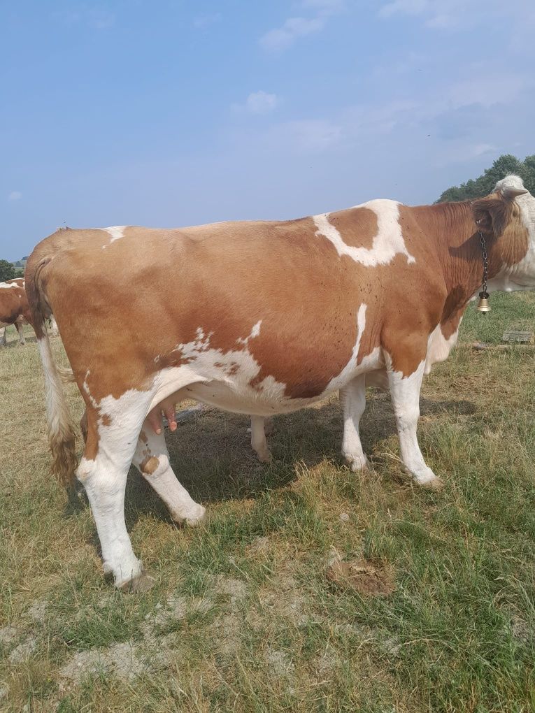 Vând vaca baltată