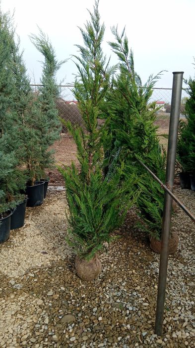 Chiparosi leilandi photinia