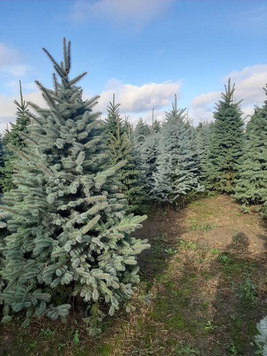 Vindem Brazi Tuia mesteacăn tei platan stejar frasin magnoli