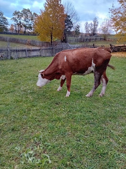Vând vaca de 4ani