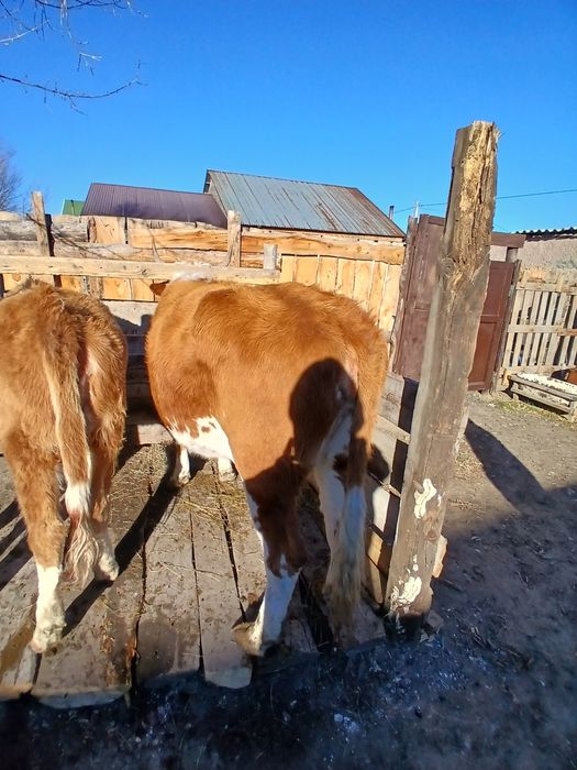 Продам коровы стельные и с телятами