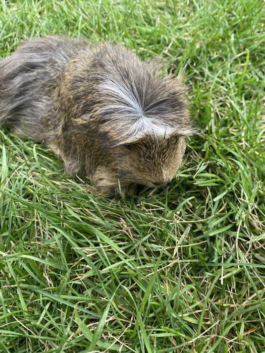 Porcușori de guineea