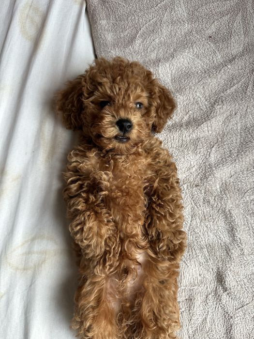 Продавам чистокръвен Той Пудел/Toy Poodle
