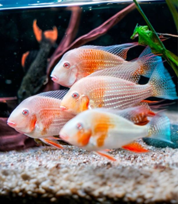 Акарихтис Хеккеля  Альбино