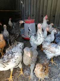 Продам  3 месячных цыплят домашних разнопородки