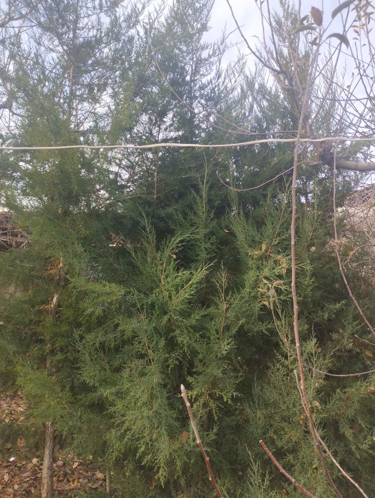 Арча кесамиз арча сотамиз кучат экамиз дарахтларга шакл берамиз