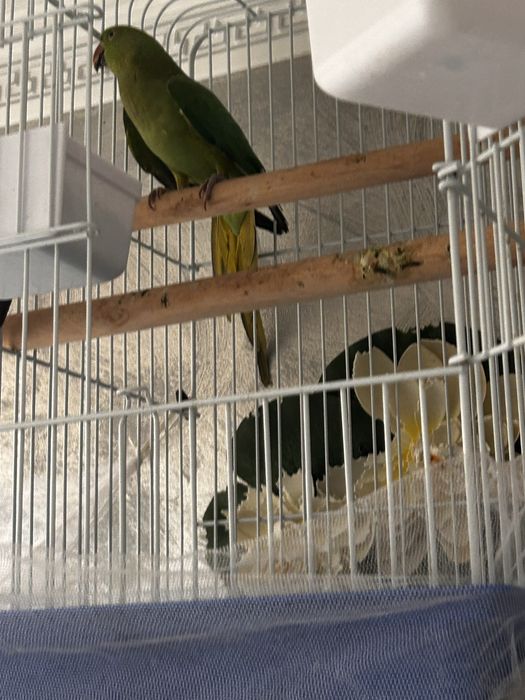 Micul alexandru papagal vorbitor