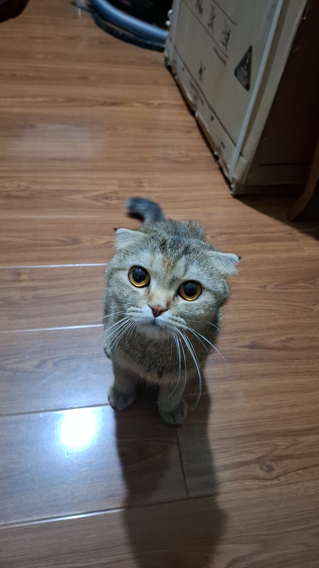 Скотиш шиншила !