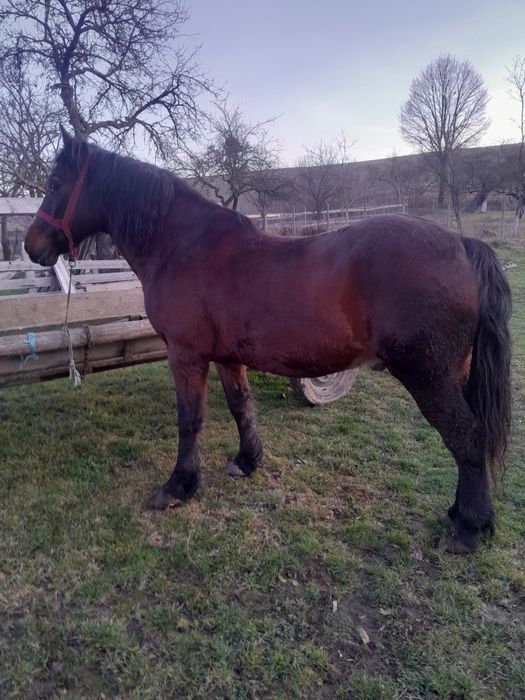 Vând cal bun de lucru