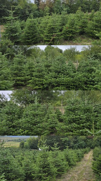 Brad Nordmann en-gros de vanzare 
Brad Nordmann/Brad de Craciun/Brad n