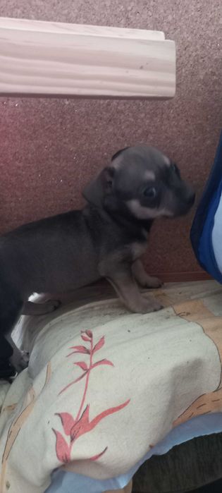 Малки кученца пинчери