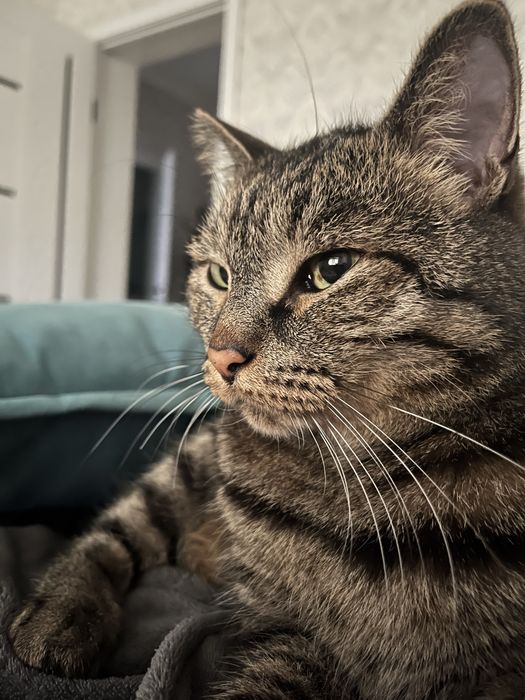 Отдам кота в хорошие руки