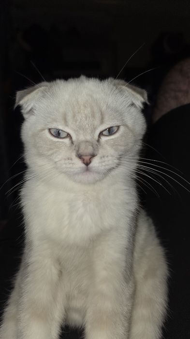 Mushuk sotiladi 7 oyli