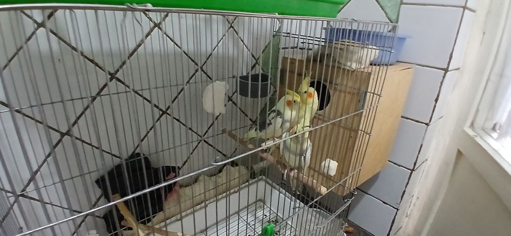 Карелла сотилади срочно