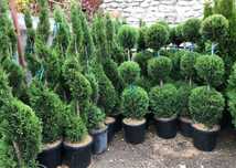 Plante ornamentale, Pon pon, spirale magnolia grandiflora, brazi etc