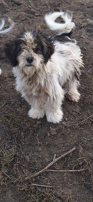 Donez cățeluș dragut