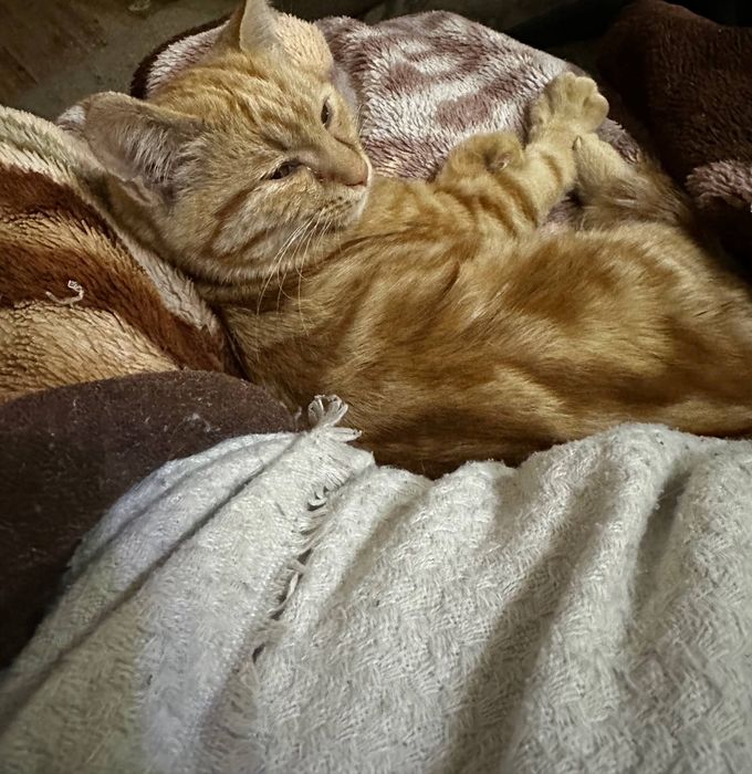 Отдам котят срочно