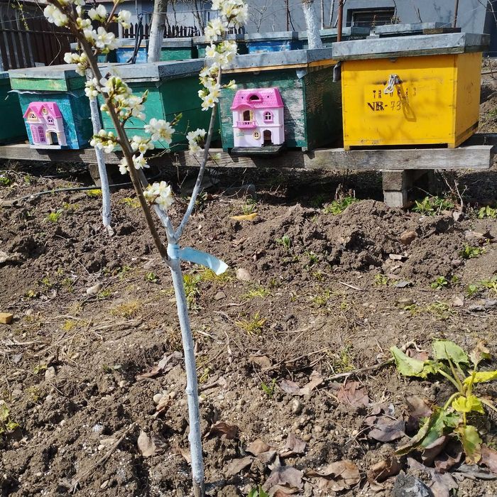 MIERE Bio salcam/ rapita /tei/poliflora/ floarea soarelui ,producator.