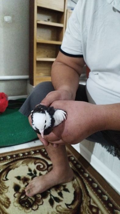 Кептер  домашний