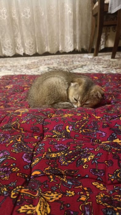 Scottish fold sotiladi