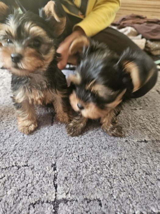 Продавам мини йоркита