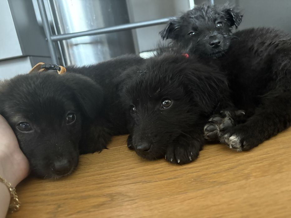 Donez cateluse ( pana in 5-6 saptamani)