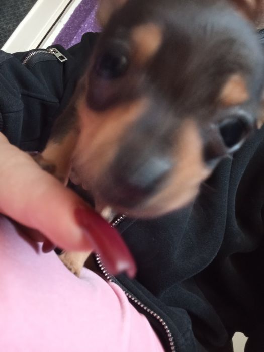 Той терьер щенок