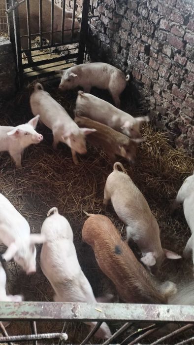 Продавам прасенца