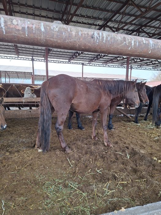 Жылкылар сатылады