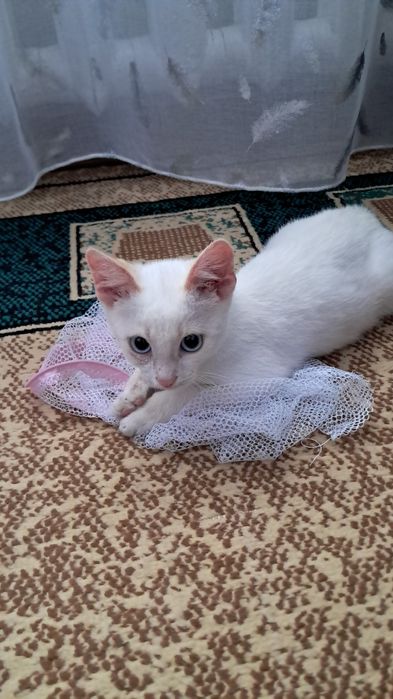Котёнок ищет дом!!!