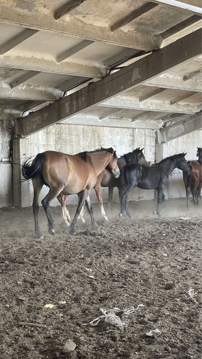 Продается кобыла