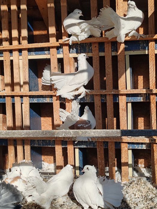 Porumbei indieni de vânzare