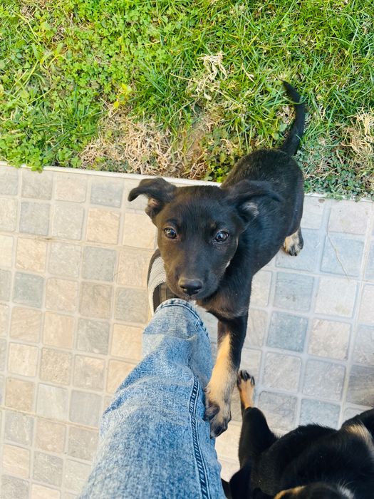 Два очаровательных щенка в добрые руки!