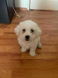 Catelusa bichon maltez