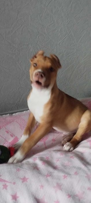 питбультерьер почти 4 мецяца