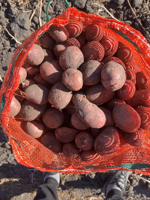 Семена картофеля