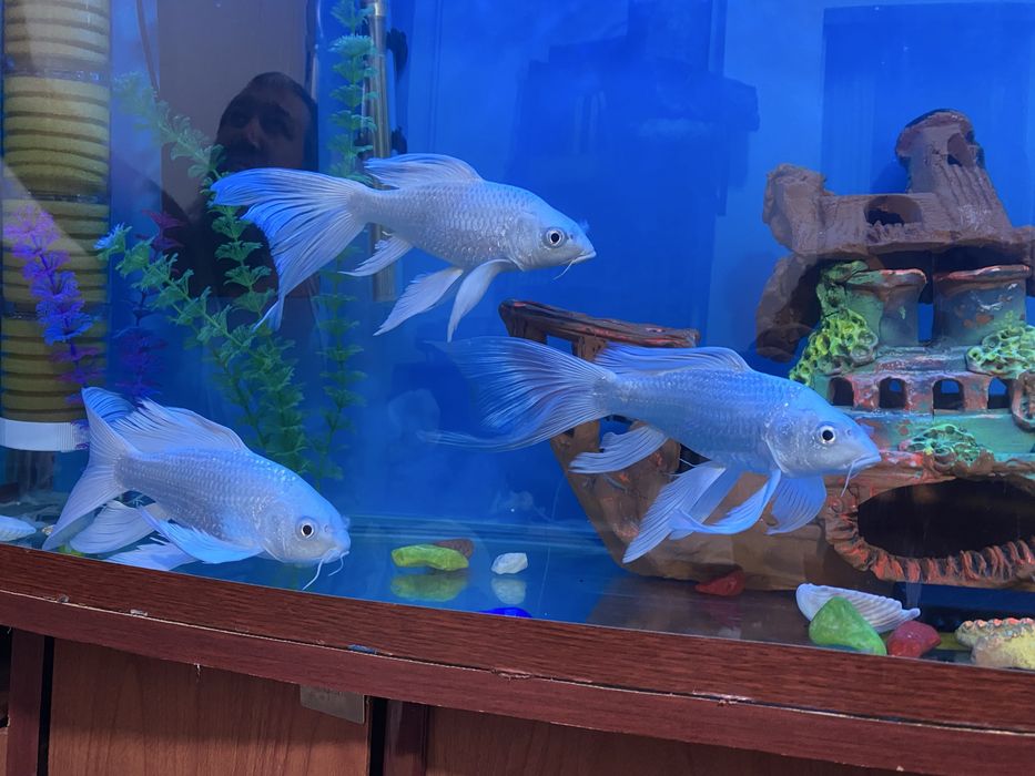 Baliqlar sotiladi 300 mindan