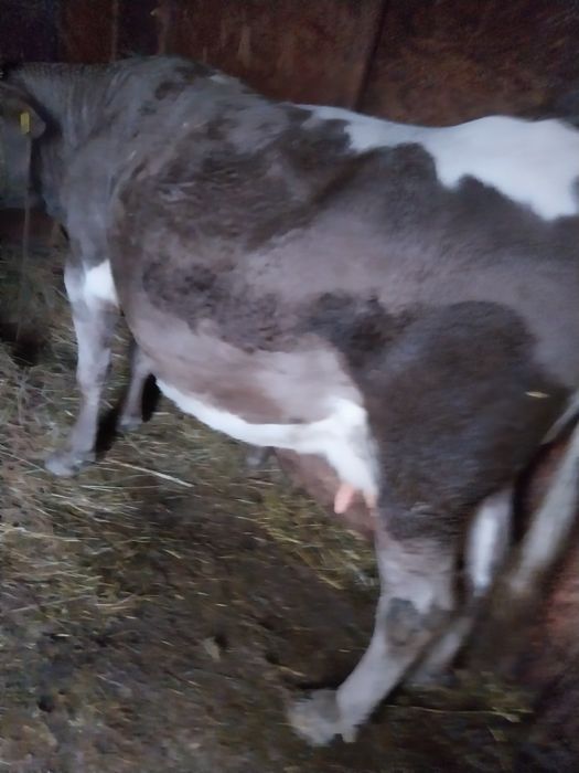 Vând 3 vaci de tinut