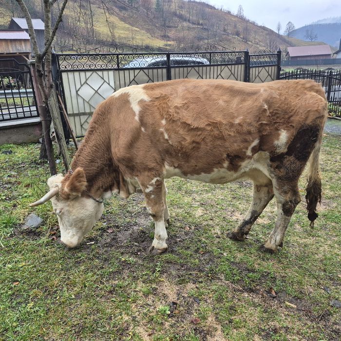 Vând vaca Bălțată Romaneasca