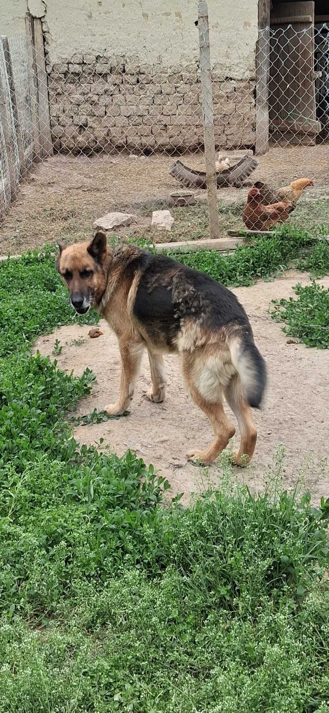 Кученца Немска овчарка