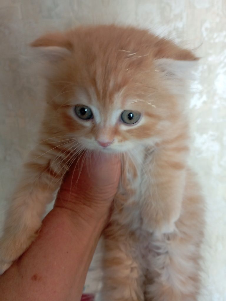 Котята рыжики 2 мес.