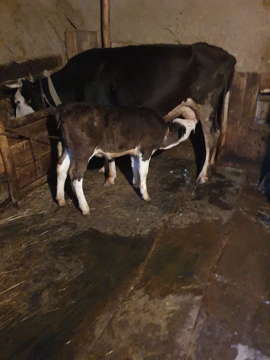 Vaci  baltațate romanesti  de  Vanzare