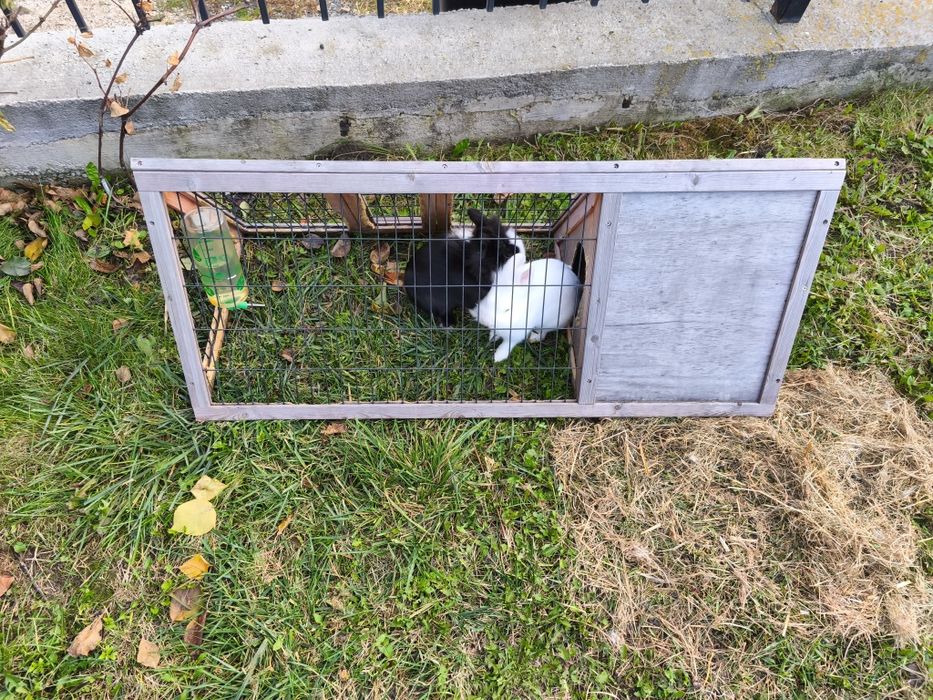 Vand iepuri cap de leu pitic