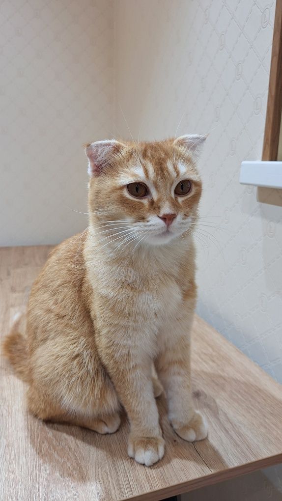 Приучен к лотку. Умный кот