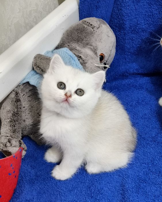 Продаётся британская девочка