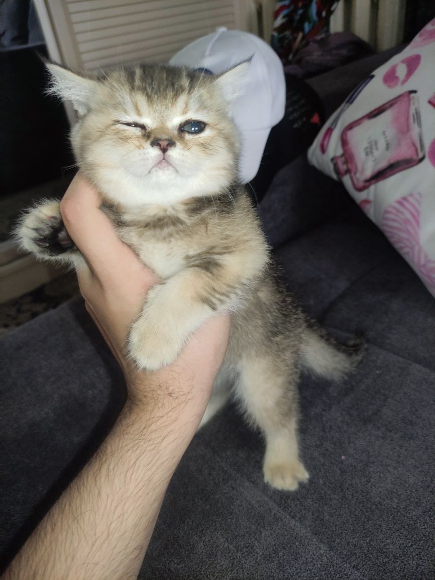 Продаю породистого котенка