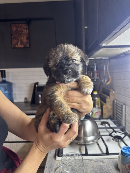 Щенки девочки ищут дом