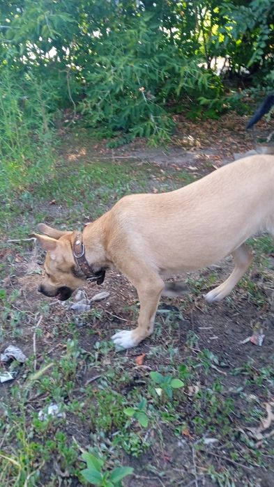 Помись питбуль-стаф